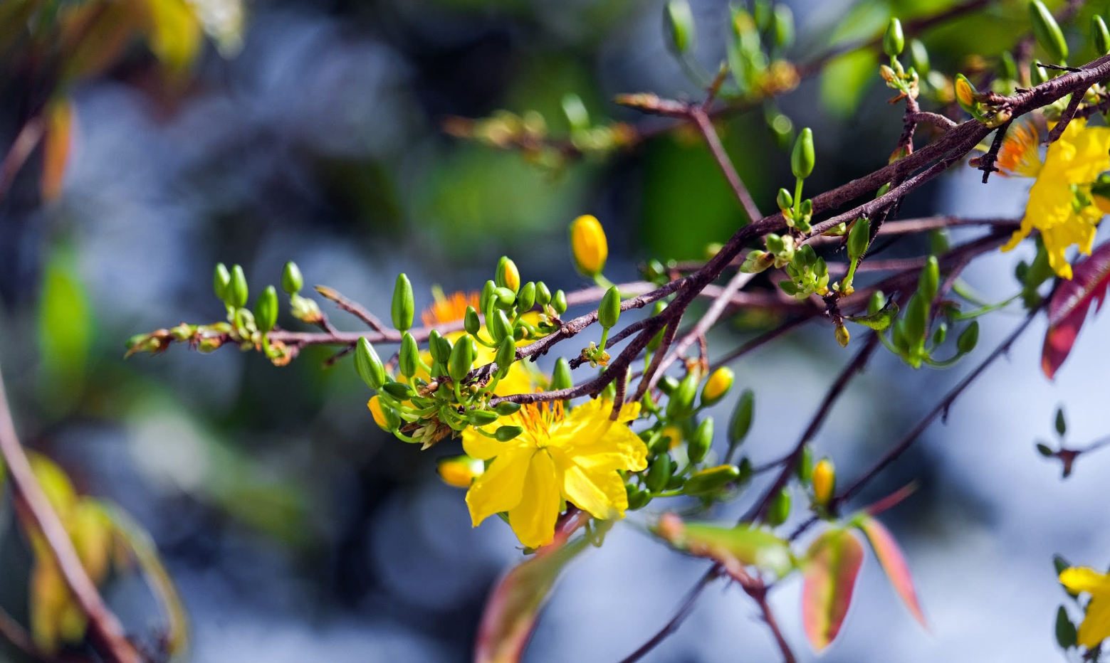 Hoa mai vàng – nét đẹp nắng phương Nam trong dịp Tết cổ truyền Hoa mai vàng – nét đẹp nắng phương Nam trong dịp Tết cổ truyền